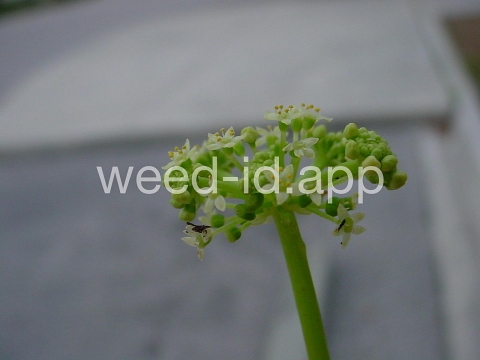 pennywort, whorled